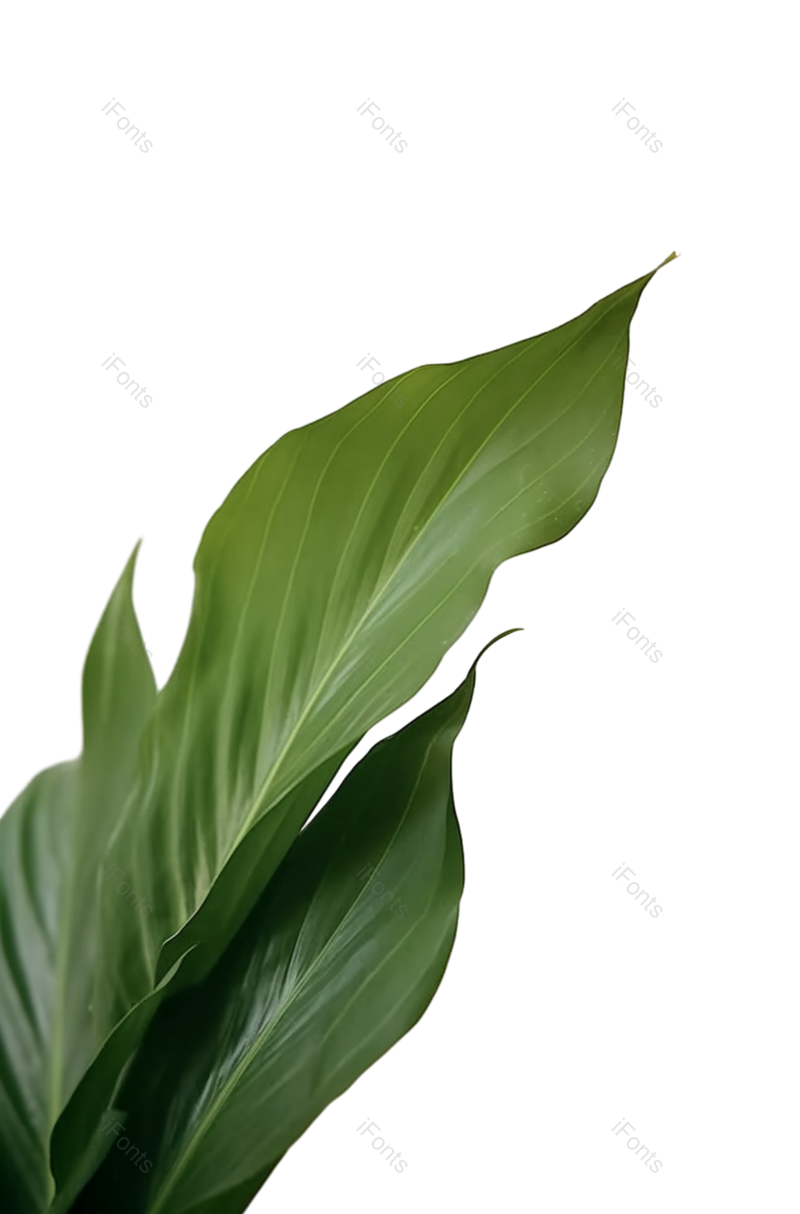 叶子图片,摄影元素,白色背景PNG,盆栽植物免抠素材
